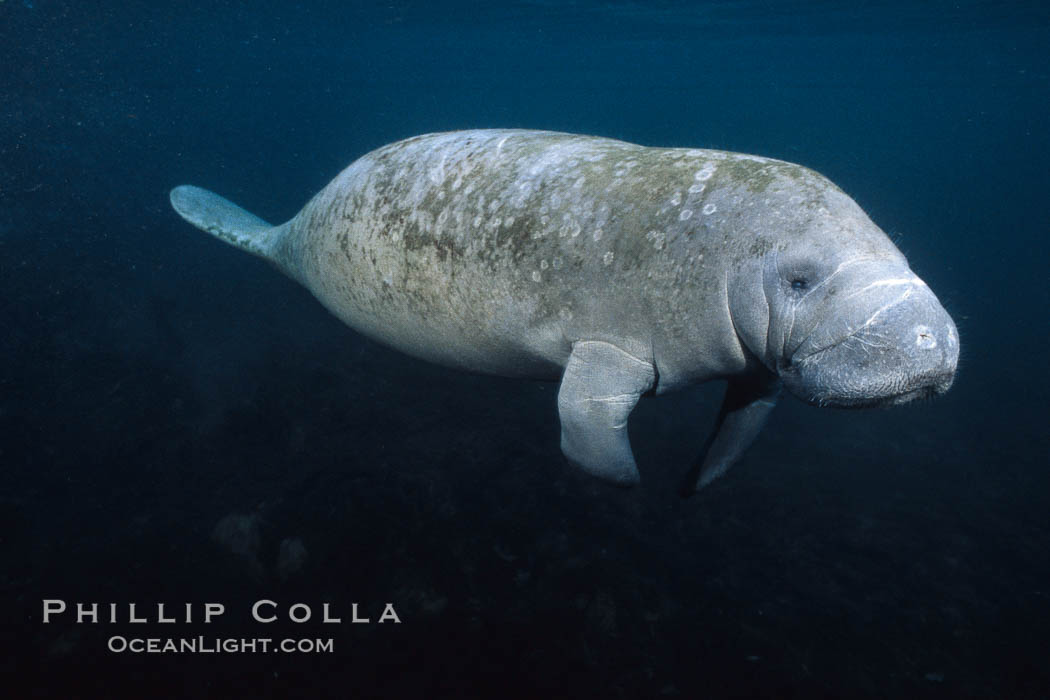 West Indian manatee at Three Sisters Springs, Florida. Crystal River, USA, Trichechus manatus, natural history stock photograph, photo id 02712