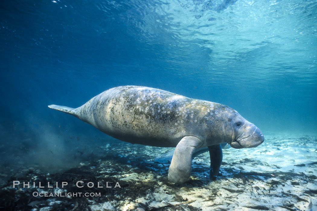 West Indian manatee at Three Sisters Springs, Florida. Crystal River, USA, Trichechus manatus, natural history stock photograph, photo id 02707