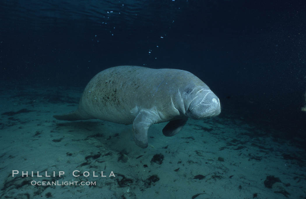 West Indian manatee. Three Sisters Springs, Crystal River, Florida, USA, Trichechus manatus, natural history stock photograph, photo id 02709