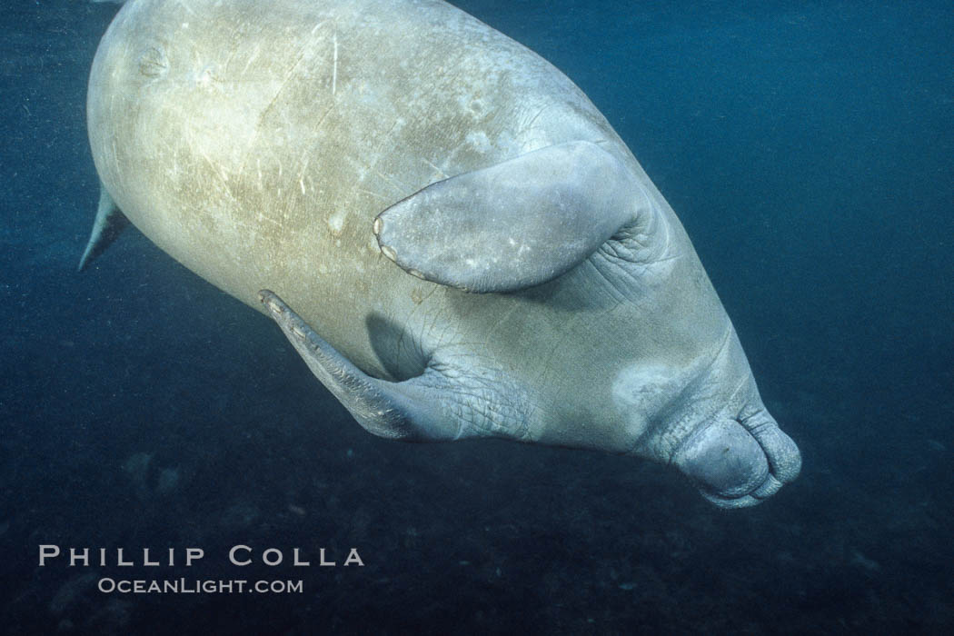 West Indian manatee at Three Sisters Springs, Florida. Crystal River, USA, Trichechus manatus, natural history stock photograph, photo id 02713