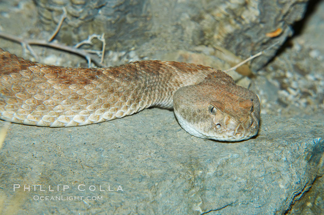 Western diamondback rattlesnake., Crotalus atrox, natural history stock photograph, photo id 12600