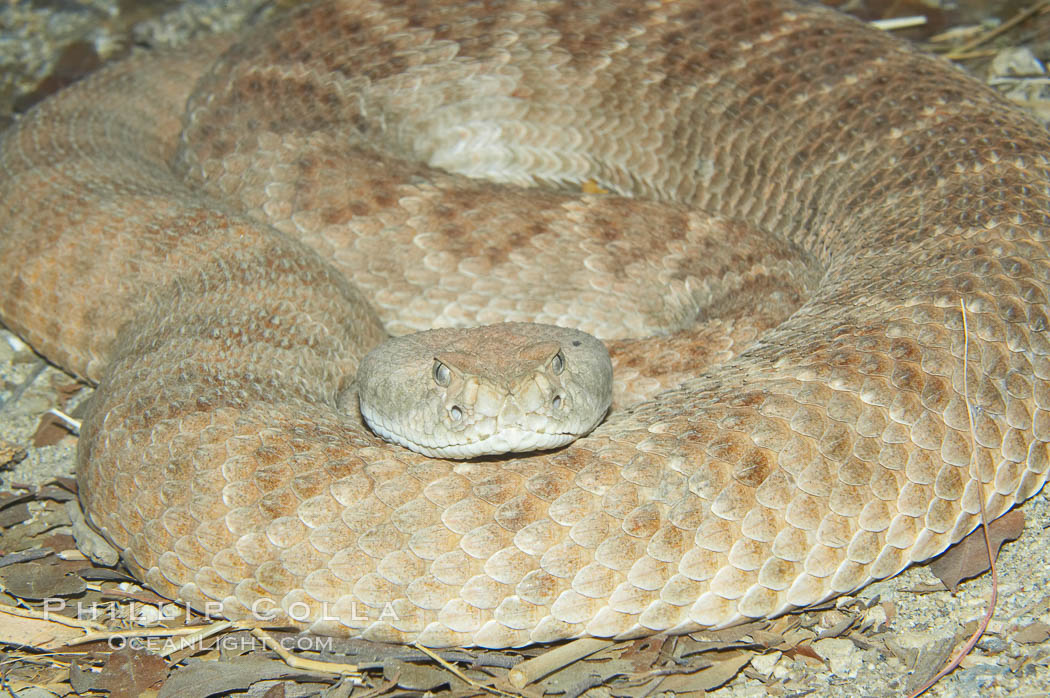 Western diamondback rattlesnake., Crotalus atrox, natural history stock photograph, photo id 12812