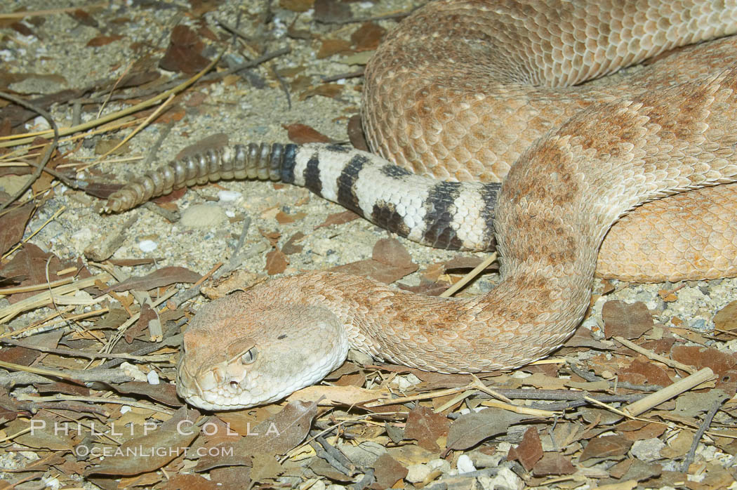 Western diamondback rattlesnake., Crotalus atrox, natural history stock photograph, photo id 12819