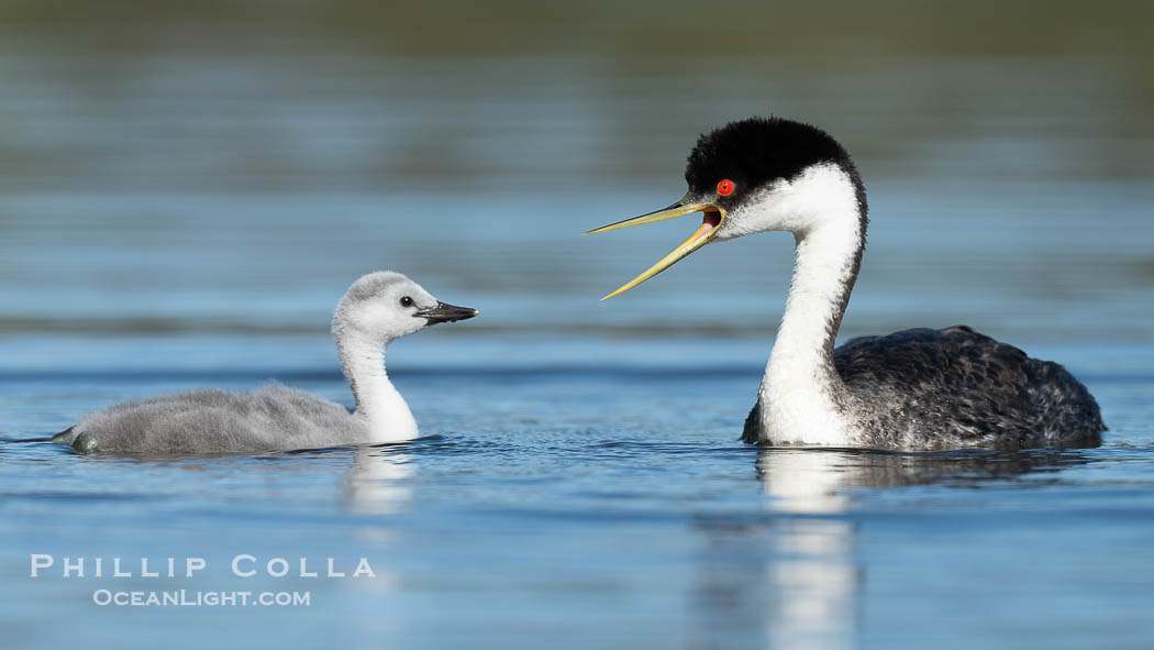 Western Grebe Adult and Chick. The parent is giving the chick a stern talking-to., Aechmophorus occidentalis, natural history stock photograph, photo id 41810