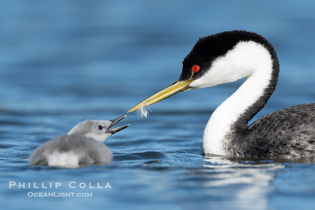 Western Grebe adult feeds a feather to its chick. The adult will pluck its own breast feathers to offer to the chick. The feathers will slow digestion and protect the chick's digestive tract from sharp fish bones and scales, and will be regurgitated with the bones later., Aechmophorus occidentalis, natural history stock photograph, photo id 41806