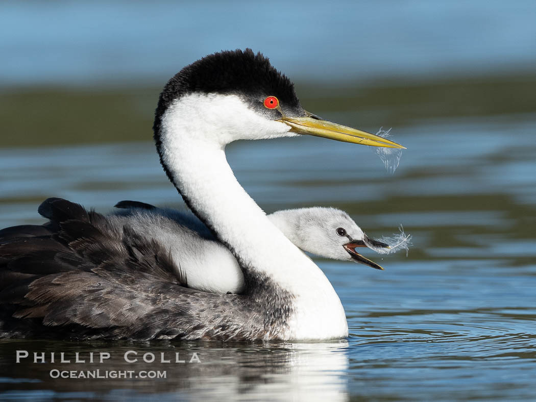 Western Grebe adult feeds a feather to its chick. The adult will pluck its own breast feathers to offer to the chick. The feathers will slow digestion and protect the chick's digestive tract from sharp fish bones and scales, and will be regurgitated with the bones later., Aechmophorus occidentalis, natural history stock photograph, photo id 41784
