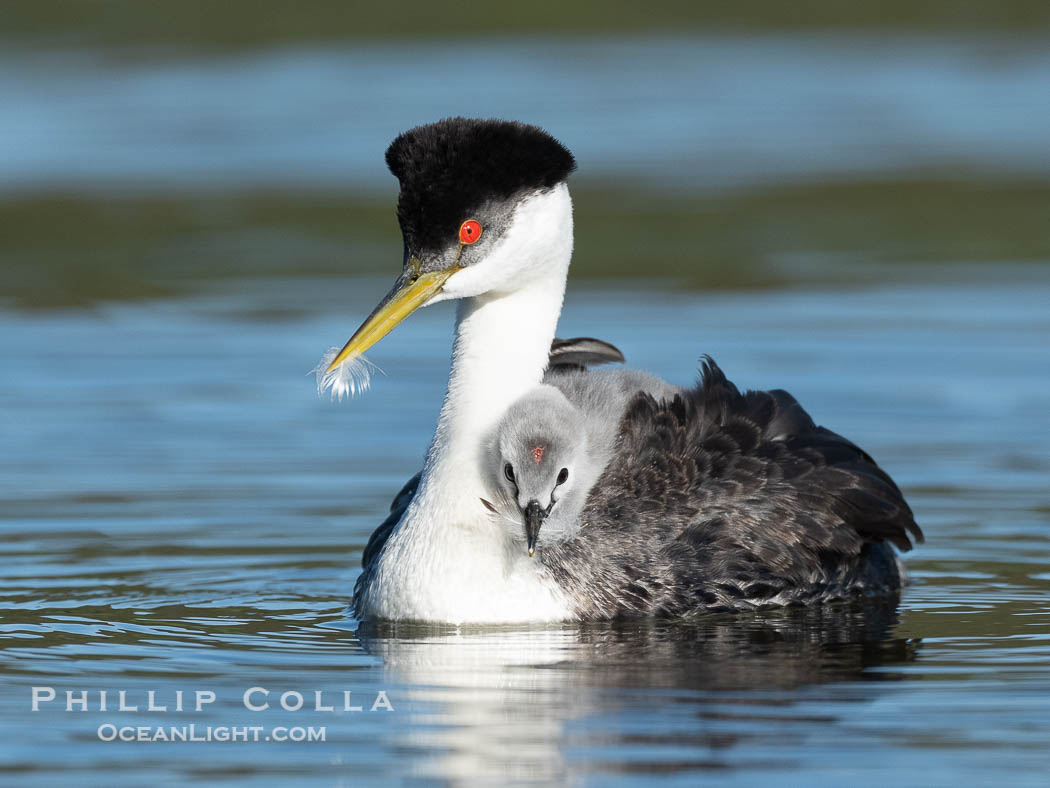 Western Grebe adult feeds a feather to its chick. The adult will pluck its own breast feathers to offer to the chick. The feathers will slow digestion and protect the chick's digestive tract from sharp fish bones and scales, and will be regurgitated with the bones later., Aechmophorus occidentalis, natural history stock photograph, photo id 41783