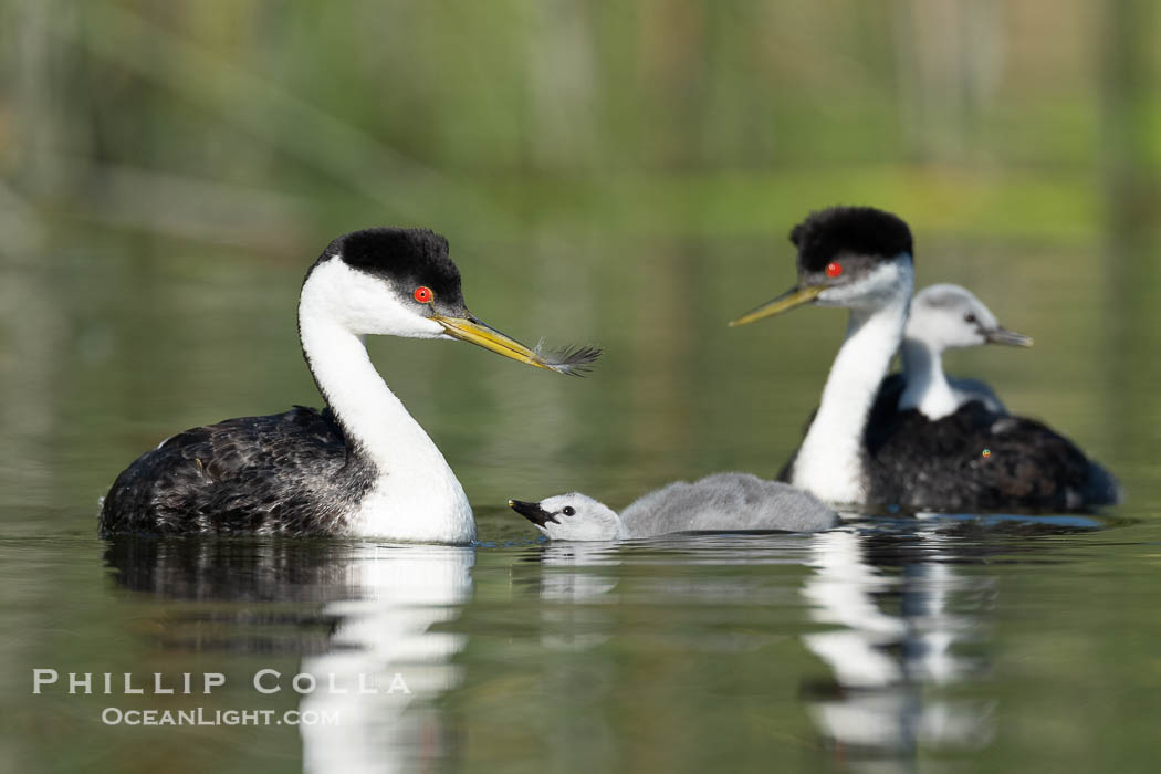 Western Grebe adult feeds a feather to its chick. The adult will pluck its own breast feathers to offer to the chick. The feathers will slow digestion and protect the chick's digestive tract from sharp fish bones and scales, and will be regurgitated with the bones later., Aechmophorus occidentalis, natural history stock photograph, photo id 41807