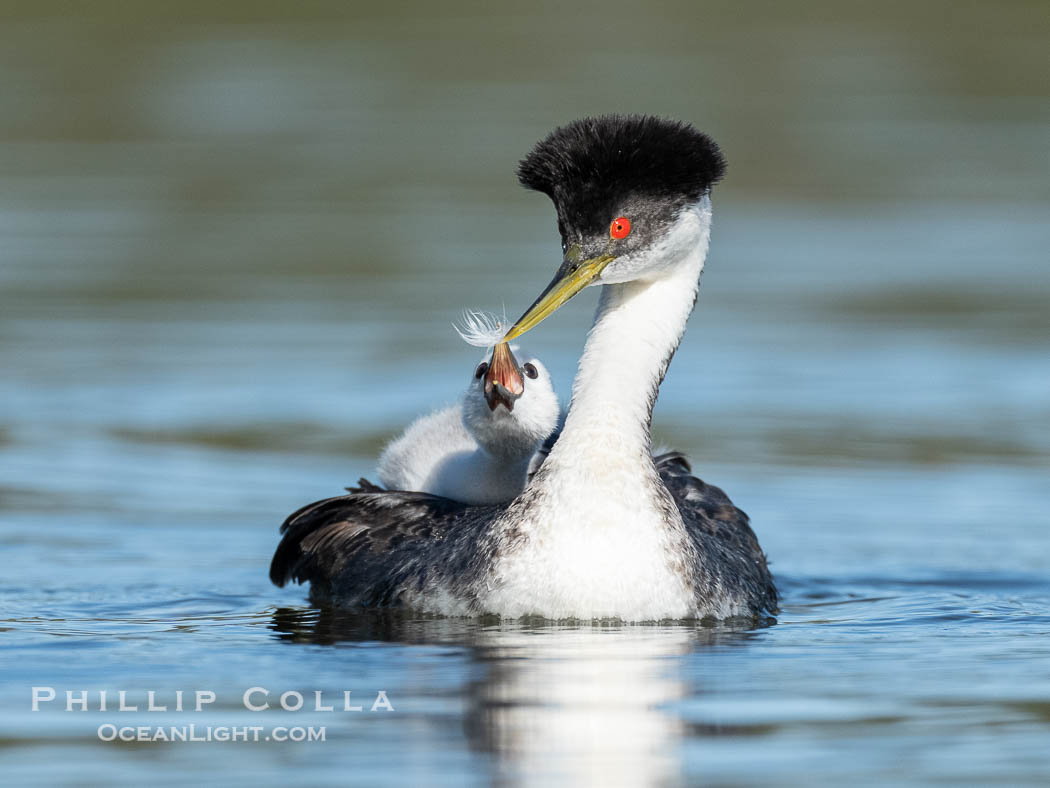 Western Grebe adult feeds a feather to its chick. The adult will pluck its own breast feathers to offer to the chick. The feathers will slow digestion and protect the chick's digestive tract from sharp fish bones and scales, and will be regurgitated with the bones later., Aechmophorus occidentalis, natural history stock photograph, photo id 41811