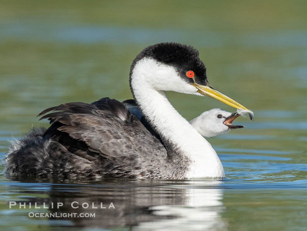 Western Grebe adult feeds a feather to its chick. The adult will pluck its own breast feathers to offer to the chick. The feathers will slow digestion and protect the chick's digestive tract from sharp fish bones and scales, and will be regurgitated with the bones later., Aechmophorus occidentalis, natural history stock photograph, photo id 41781