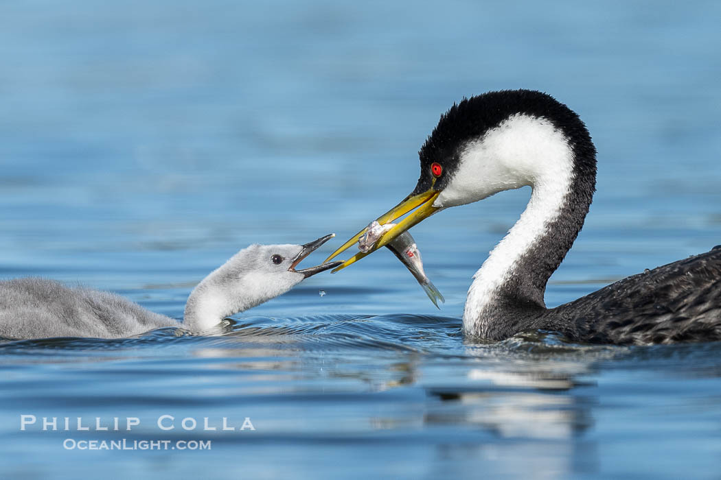 Western Grebe adult feeds its chick a fish., Aechmophorus occidentalis, natural history stock photograph, photo id 41770