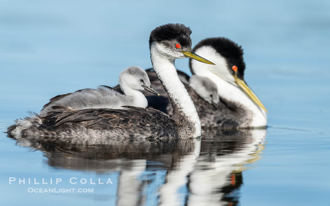 Western Grebe mated pair of adults and their chicks. Grebe chicks will ride on the adult's back., Aechmophorus occidentalis, natural history stock photograph, photo id 41788