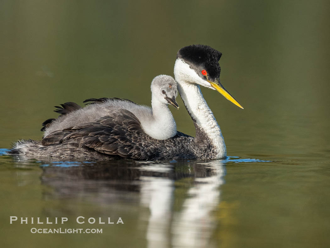 Western Grebe Chick Rides on its Parent's Back. Both parents will carry the chicks. Riding on its parent's back is a form of protection for the young chick, and it will adopt this safe position until it becomes too large to fit on the adults back., Aechmophorus occidentalis, natural history stock photograph, photo id 41794