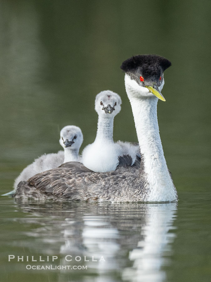 Western Grebe Chick Rides on its Parent's Back. Both parents will carry the chicks. Riding on its parent's back is a form of protection for the young chick, and it will adopt this safe position until it becomes too large to fit on the adults back., Aechmophorus occidentalis, natural history stock photograph, photo id 41768