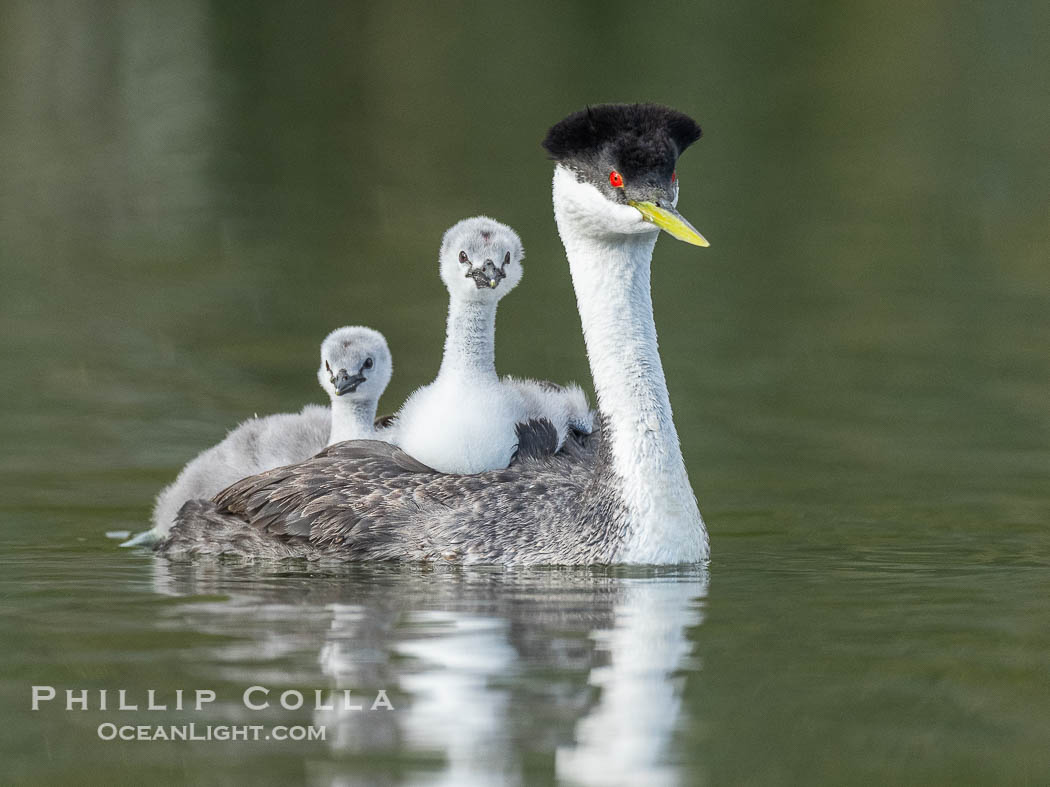 Western Grebe Chick Rides on its Parent's Back. Both parents will carry the chicks. Riding on its parent's back is a form of protection for the young chick, and it will adopt this safe position until it becomes too large to fit on the adults back., Aechmophorus occidentalis, natural history stock photograph, photo id 41780