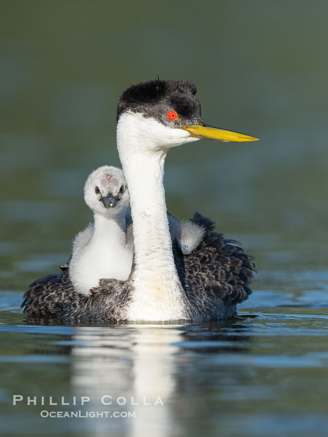 Western Grebe Chick Rides on its Parent's Back. Both parents will carry the chicks. Riding on its parent's back is a form of protection for the young chick, and it will adopt this safe position until it becomes too large to fit on the adults back., Aechmophorus occidentalis, natural history stock photograph, photo id 41792