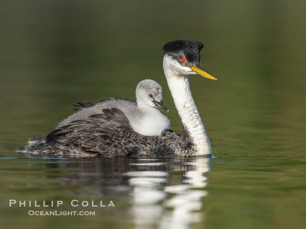 Western Grebe Chick Rides on its Parent's Back. Both parents will carry the chicks. Riding on its parent's back is a form of protection for the young chick, and it will adopt this safe position until it becomes too large to fit on the adults back., Aechmophorus occidentalis, natural history stock photograph, photo id 41816