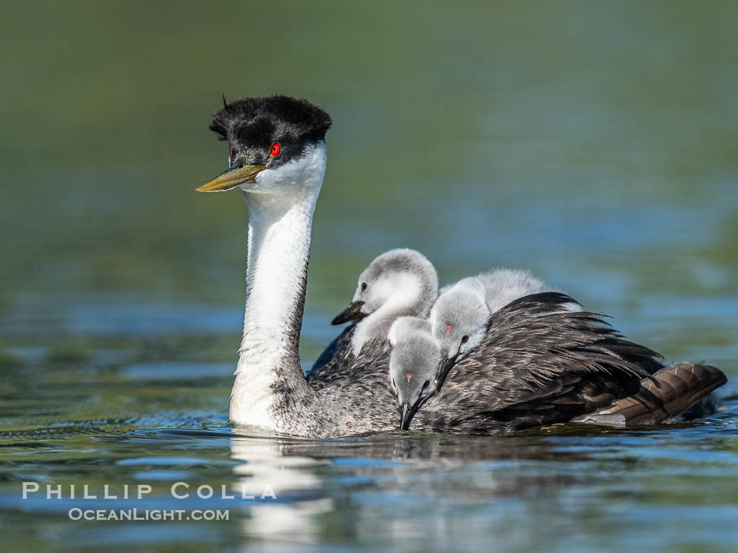 Western Grebe Chick Rides on its Parent's Back. Both parents will carry the chicks. Riding on its parent's back is a form of protection for the young chick, and it will adopt this safe position until it becomes too large to fit on the adults back., Aechmophorus occidentalis, natural history stock photograph, photo id 41775