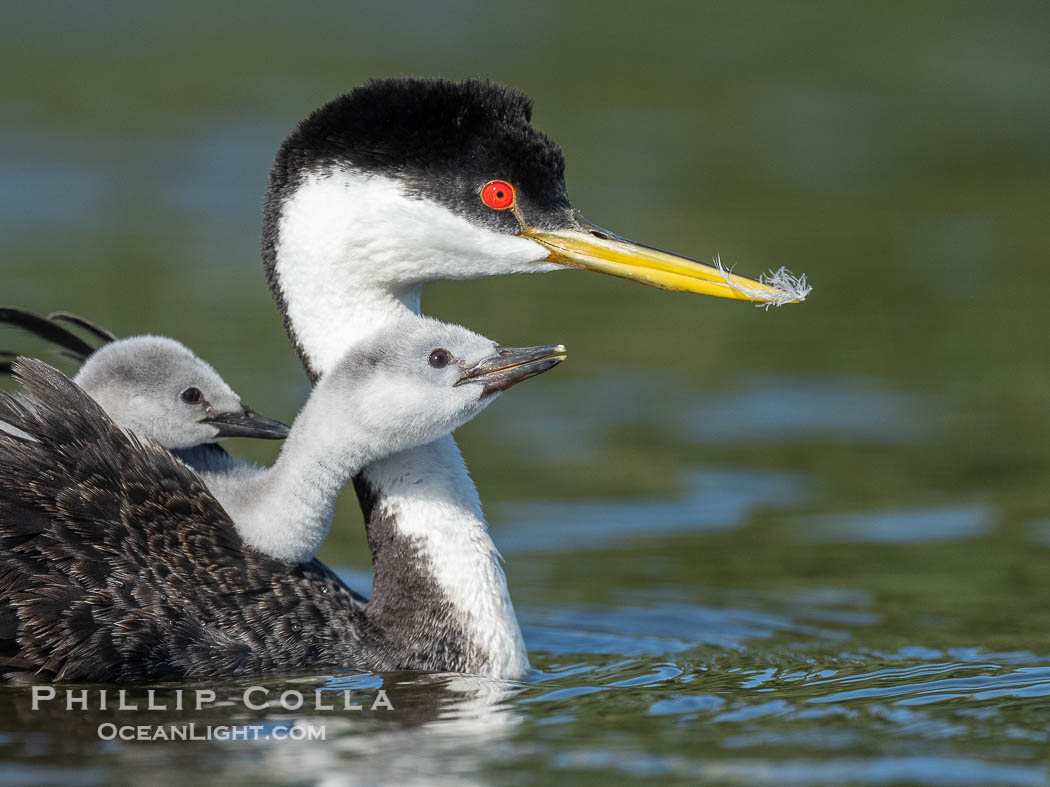 Western Grebe Chick Rides on its Parent's Back. Both parents will carry the chicks. Riding on its parent's back is a form of protection for the young chick, and it will adopt this safe position until it becomes too large to fit on the adults back., Aechmophorus occidentalis, natural history stock photograph, photo id 41795