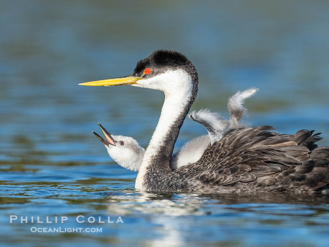 Western Grebe Chick Rides on its Parent's Back. Both parents will carry the chicks. Riding on its parent's back is a form of protection for the young chick, and it will adopt this safe position until it becomes too large to fit on the adults back., Aechmophorus occidentalis, natural history stock photograph, photo id 41815