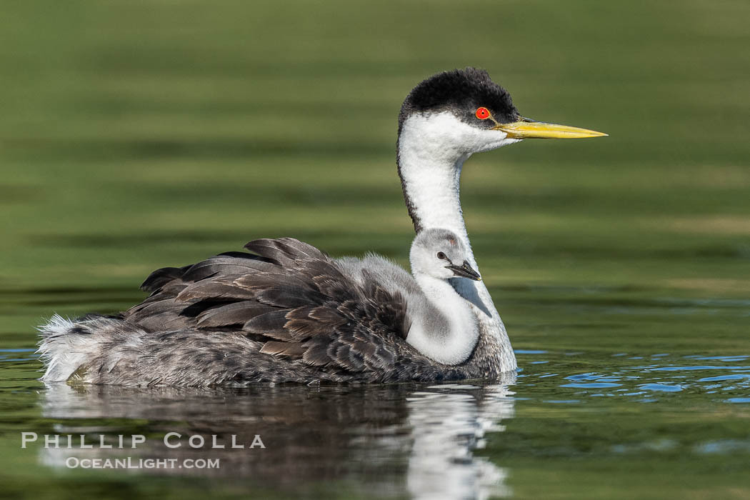 Western Grebe Chick Rides on its Parent's Back. Both parents will carry the chicks. Riding on its parent's back is a form of protection for the young chick, and it will adopt this safe position until it becomes too large to fit on the adults back., Aechmophorus occidentalis, natural history stock photograph, photo id 41773