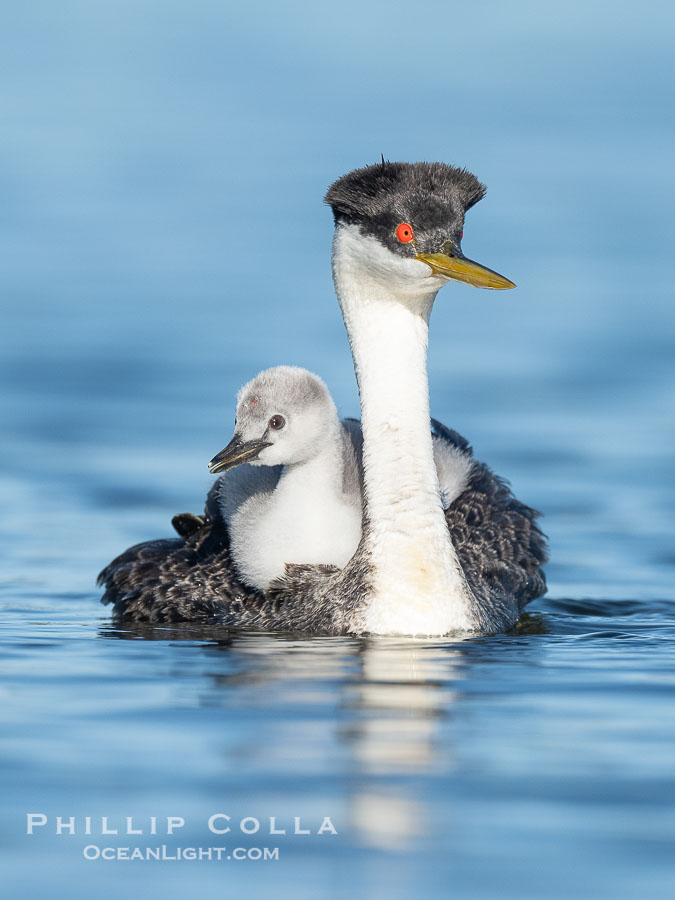 Western Grebe Chick Rides on its Parent's Back. Both parents will carry the chicks. Riding on its parent's back is a form of protection for the young chick, and it will adopt this safe position until it becomes too large to fit on the adults back., Aechmophorus occidentalis, natural history stock photograph, photo id 41793