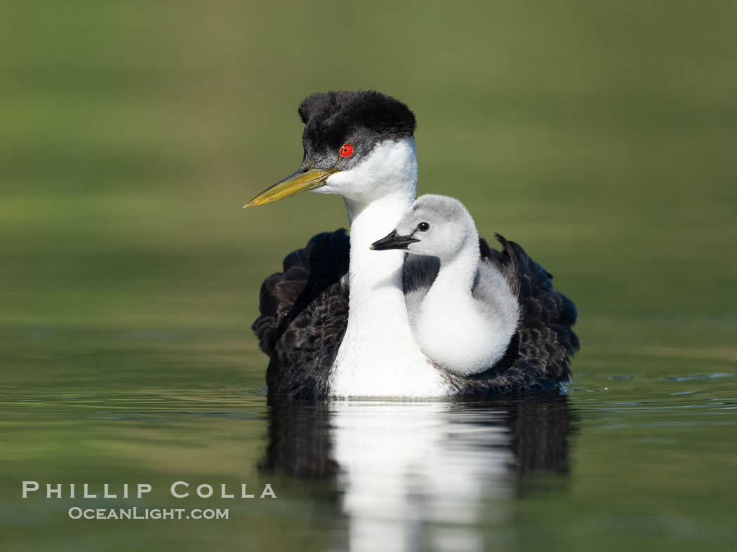 Western Grebe Chick Riding on Parent's Back. Grebe chicks will ride on the adult's back until they grow to large., Aechmophorus occidentalis, natural history stock photograph, photo id 41766