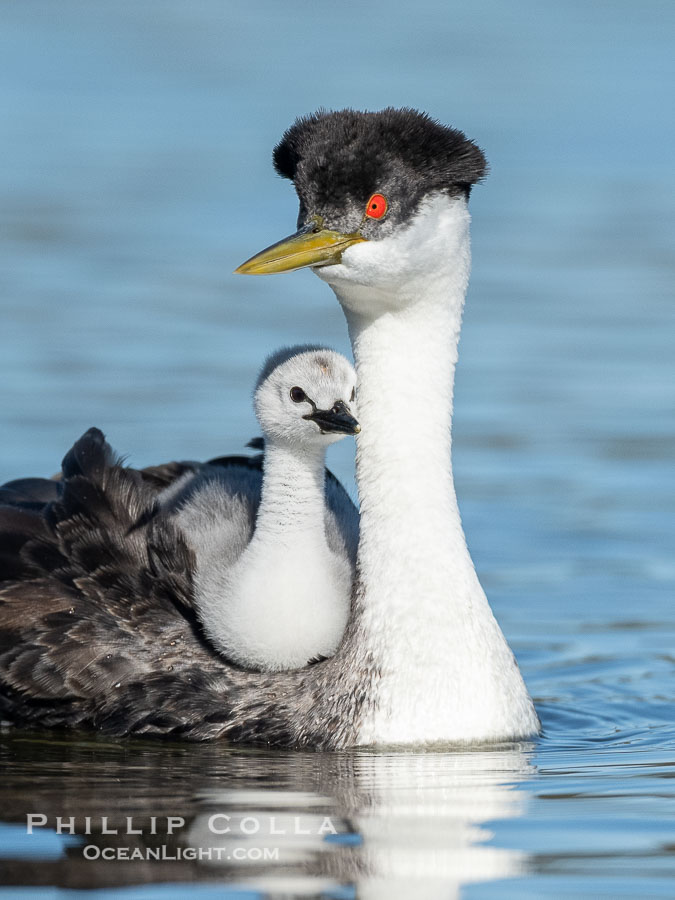 Western Grebe Chick Riding on Parent's Back. Grebe chicks will ride on the adult's back until they grow to large., Aechmophorus occidentalis, natural history stock photograph, photo id 41774