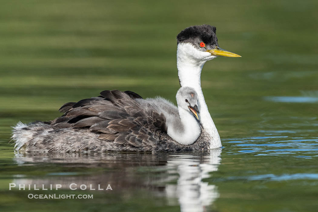 Western Grebe Chick Riding on Parent's Back. Grebe chicks will ride on the adult's back until they grow to large., Aechmophorus occidentalis, natural history stock photograph, photo id 41782