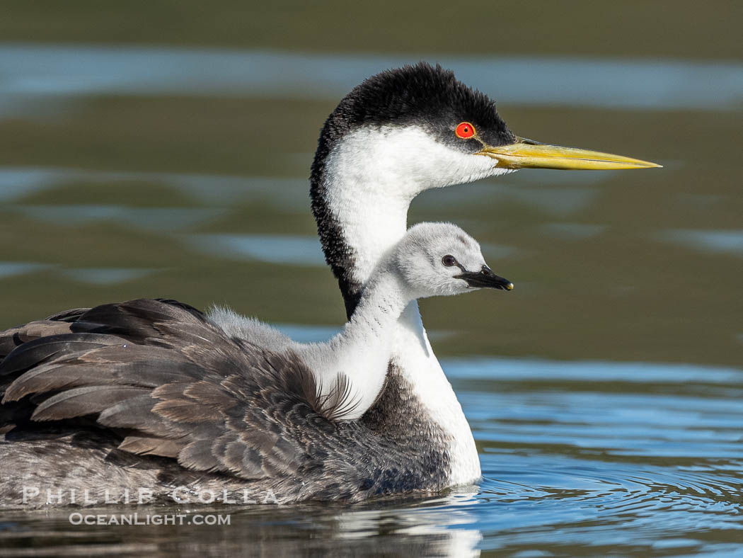 Western Grebe Chick Riding on Parent's Back. Grebe chicks will ride on the adult's back until they grow to large., Aechmophorus occidentalis, natural history stock photograph, photo id 41786