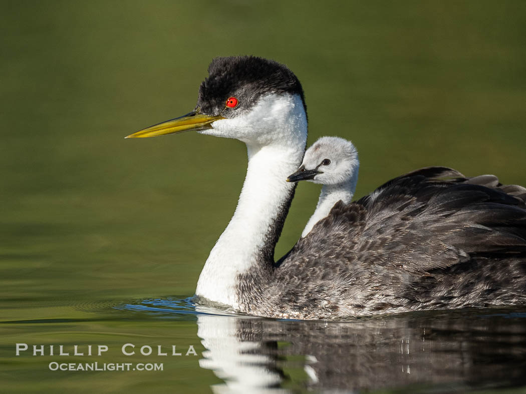 Western Grebe Chick Riding on Parent's Back. Grebe chicks will ride on the adult's back until they grow to large., Aechmophorus occidentalis, natural history stock photograph, photo id 41790