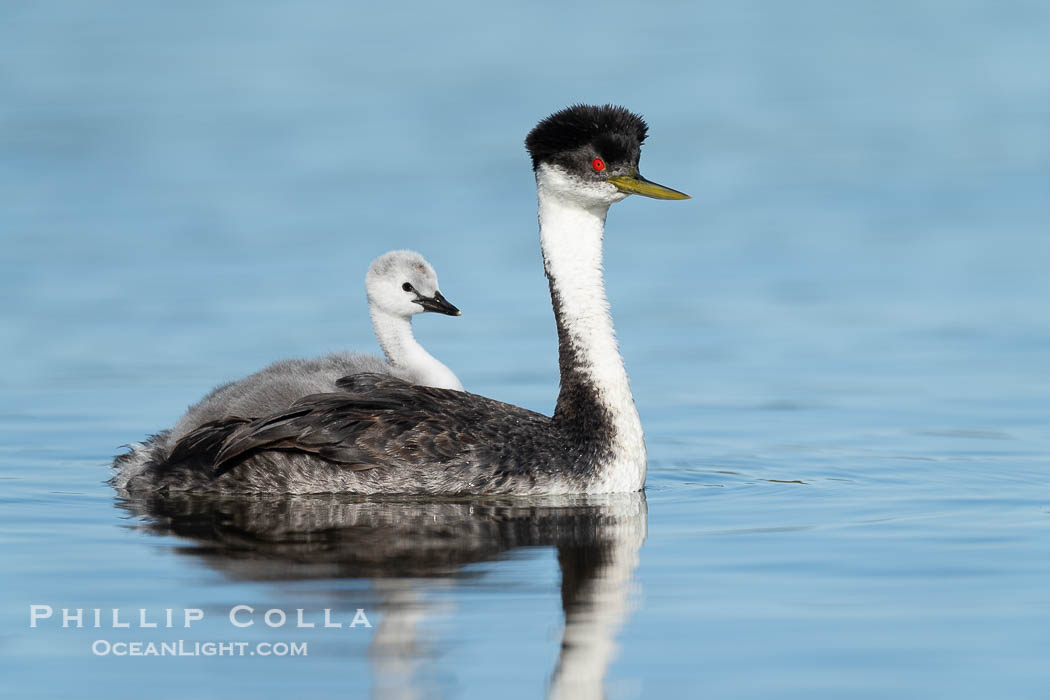 Western Grebe Chick Riding on Parent's Back. Grebe chicks will ride on the adult's back until they grow to large., Aechmophorus occidentalis, natural history stock photograph, photo id 41814