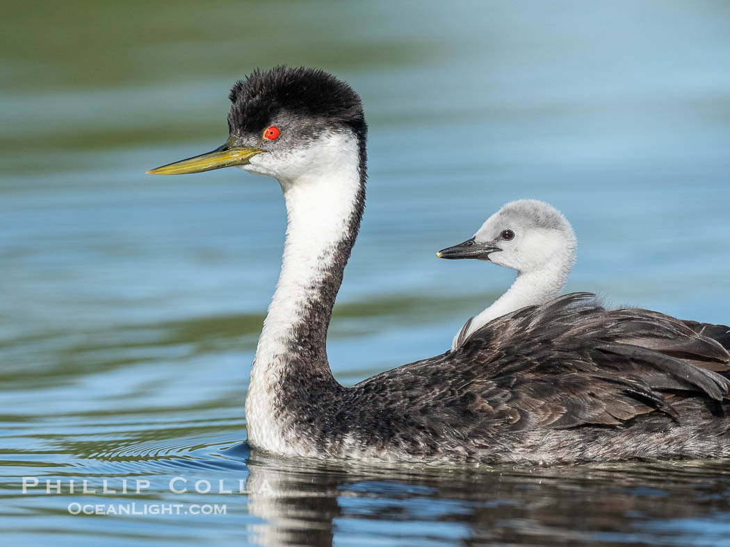 Western Grebe Chick Riding on Parent's Back. Grebe chicks will ride on the adult's back until they grow to large., Aechmophorus occidentalis, natural history stock photograph, photo id 41818