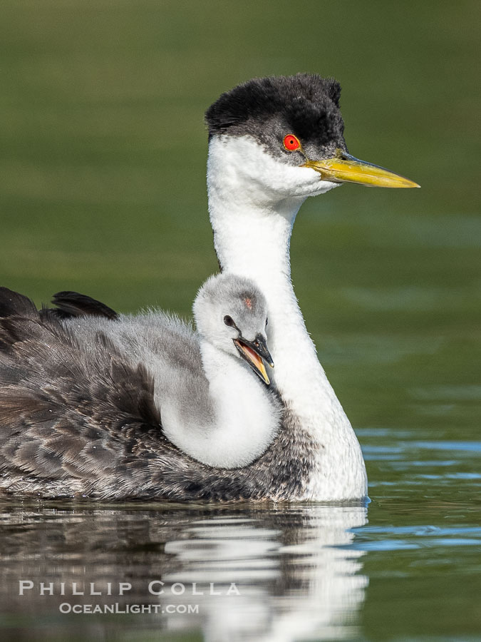 Western Grebe Chick Riding on Parent's Back. Grebe chicks will ride on the adult's back until they grow to large., Aechmophorus occidentalis, natural history stock photograph, photo id 41772