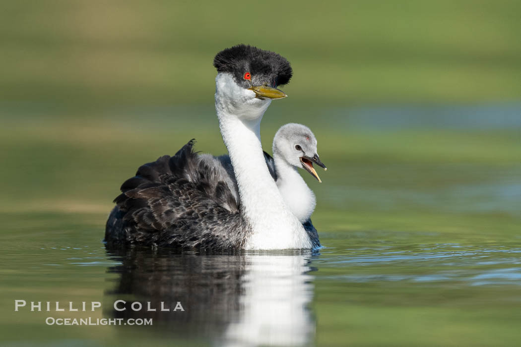 Western Grebe Chick Riding on Parent's Back. Grebe chicks will ride on the adult's back until they grow to large., Aechmophorus occidentalis, natural history stock photograph, photo id 41808