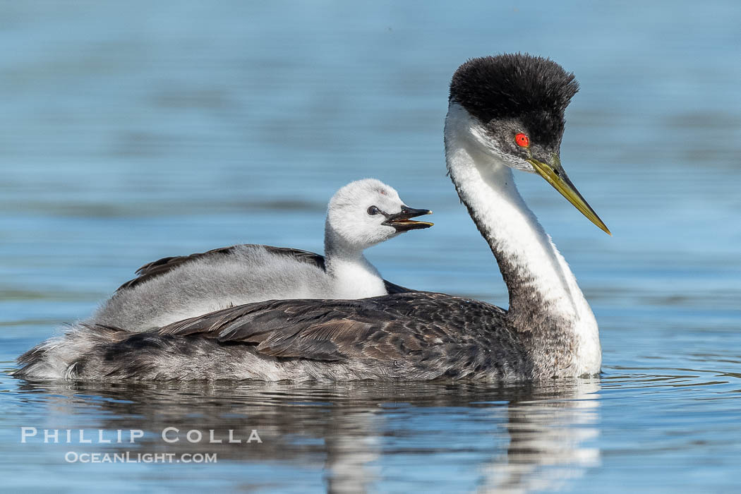 Western Grebe Chick Riding on Parent's Back. Grebe chicks will ride on the adult's back until they grow to large., Aechmophorus occidentalis, natural history stock photograph, photo id 41812