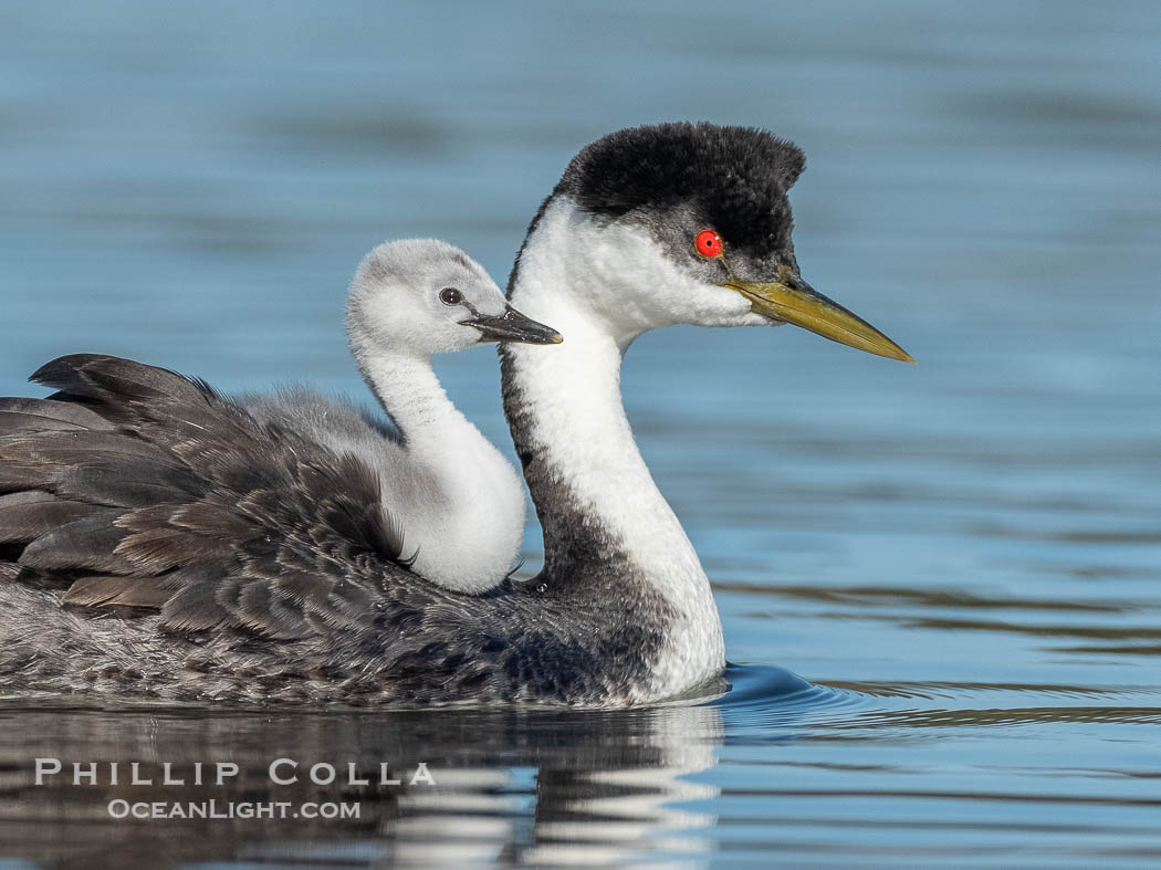 Western Grebe Chick Riding on Parent's Back. Grebe chicks will ride on the adult's back until they grow to large., Aechmophorus occidentalis, natural history stock photograph, photo id 41767