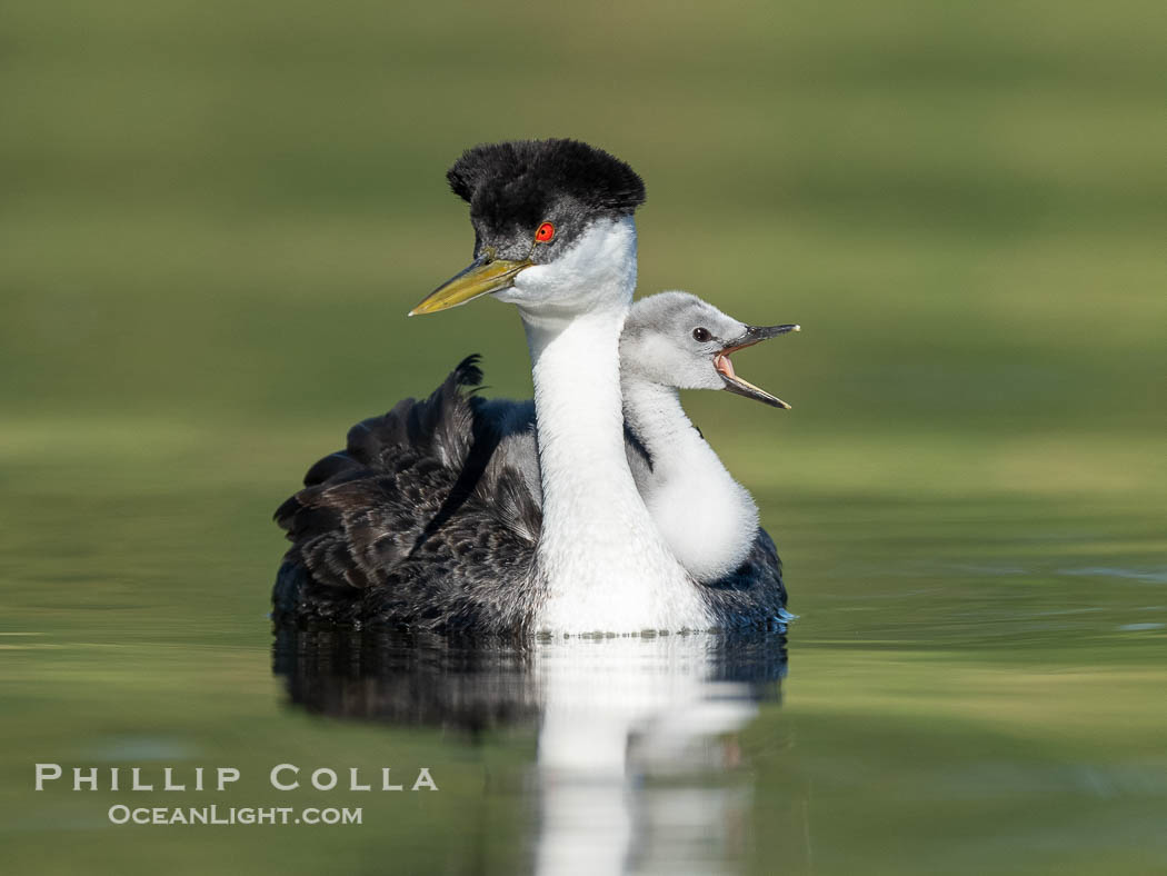 Western Grebe Chick Riding on Parent's Back. Grebe chicks will ride on the adult's back until they grow to large., Aechmophorus occidentalis, natural history stock photograph, photo id 41771