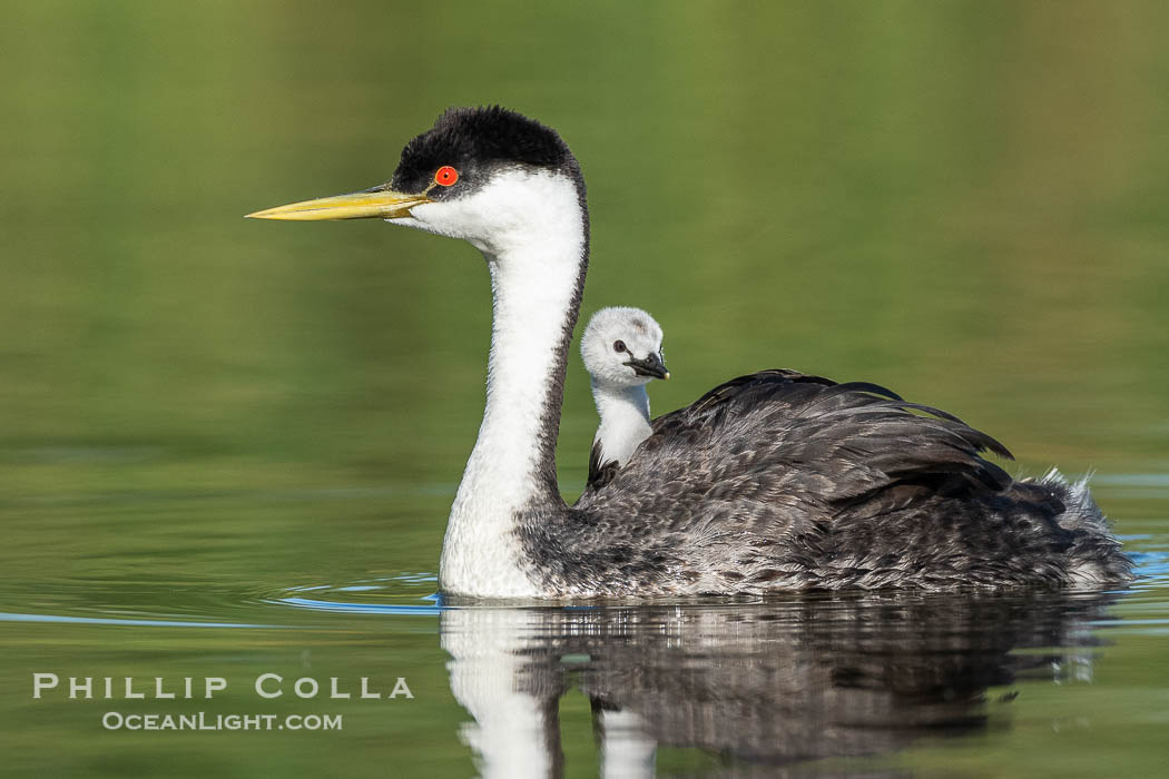Western Grebe Chick Riding on Parent's Back. Grebe chicks will ride on the adult's back until they grow to large., Aechmophorus occidentalis, natural history stock photograph, photo id 41787