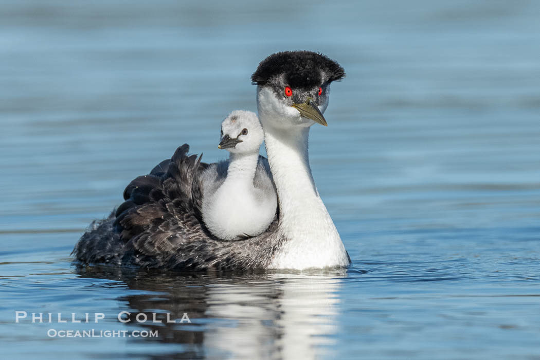 Western Grebe Chick Riding on Parent's Back. Grebe chicks will ride on the adult's back until they grow to large., Aechmophorus occidentalis, natural history stock photograph, photo id 41785