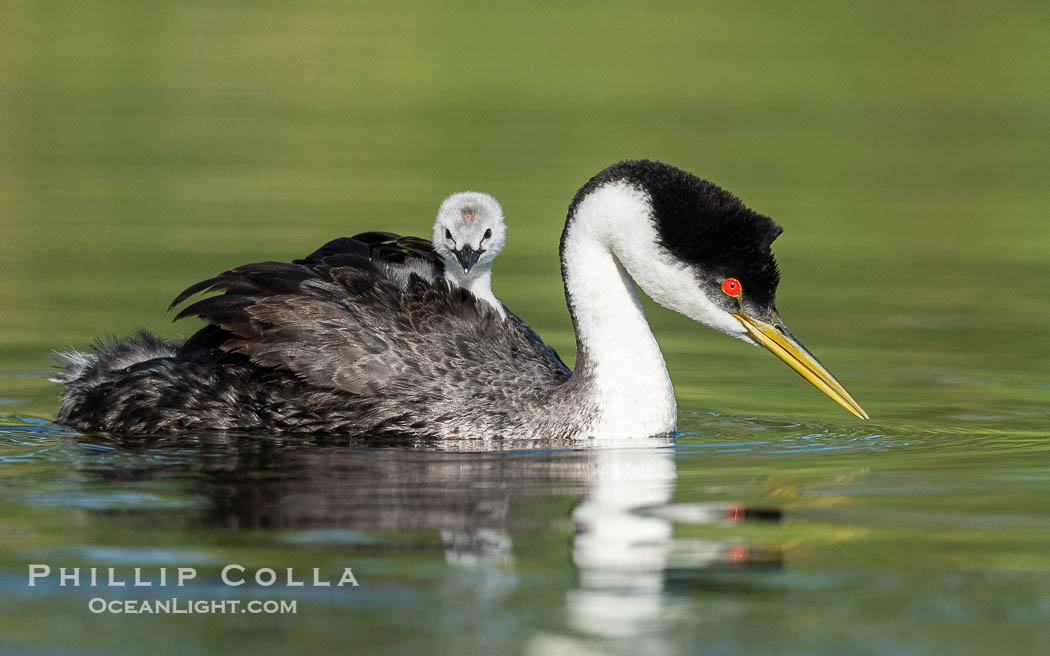 Western Grebe Chick Riding on Parent's Back. Grebe chicks will ride on the adult's back until they grow to large., Aechmophorus occidentalis, natural history stock photograph, photo id 41789