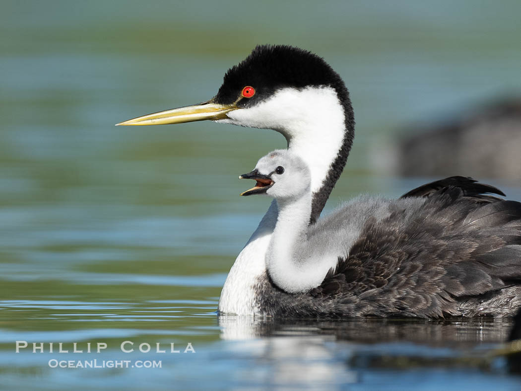 Western Grebe Chick Riding on Parent's Back. Grebe chicks will ride on the adult's back until they grow to large., Aechmophorus occidentalis, natural history stock photograph, photo id 41809