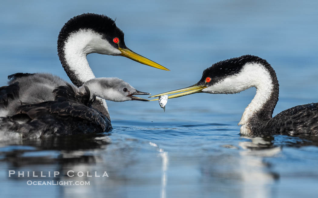 Western Grebe Feeding a Fish to its Chick. One of the adults has dived to capture a fish while the other tends to the chicks. Eventually the fish is presented to the young chick. Both parents may dive for the fish and serve as babysitter., Aechmophorus occidentalis, natural history stock photograph, photo id 41778