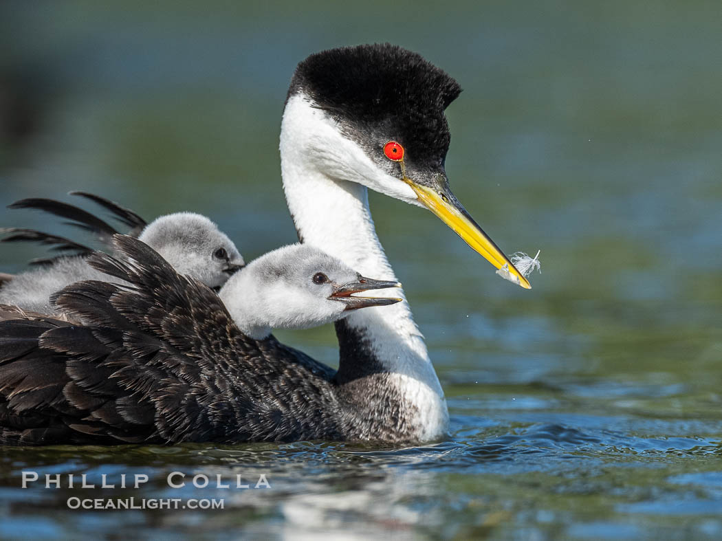 Western Grebe Feeding a Fish to its Chick. One of the adults has dived to capture a fish while the other tends to the chicks. Eventually the fish is presented to the young chick. Both parents may dive for the fish and serve as babysitter., Aechmophorus occidentalis, natural history stock photograph, photo id 41776