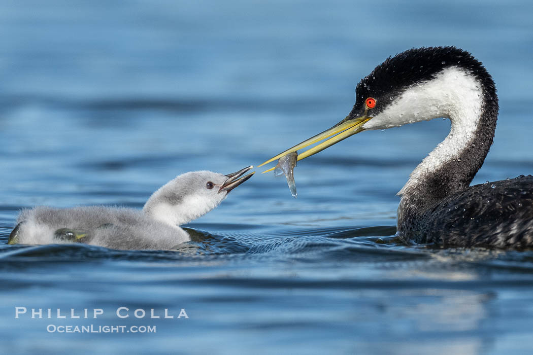 Western Grebe Feeding a Fish to its Chick. One of the adults has dived to capture a fish while the other tends to the chicks. Eventually the fish is presented to the young chick. Both parents may dive for the fish and serve as babysitter., Aechmophorus occidentalis, natural history stock photograph, photo id 41796