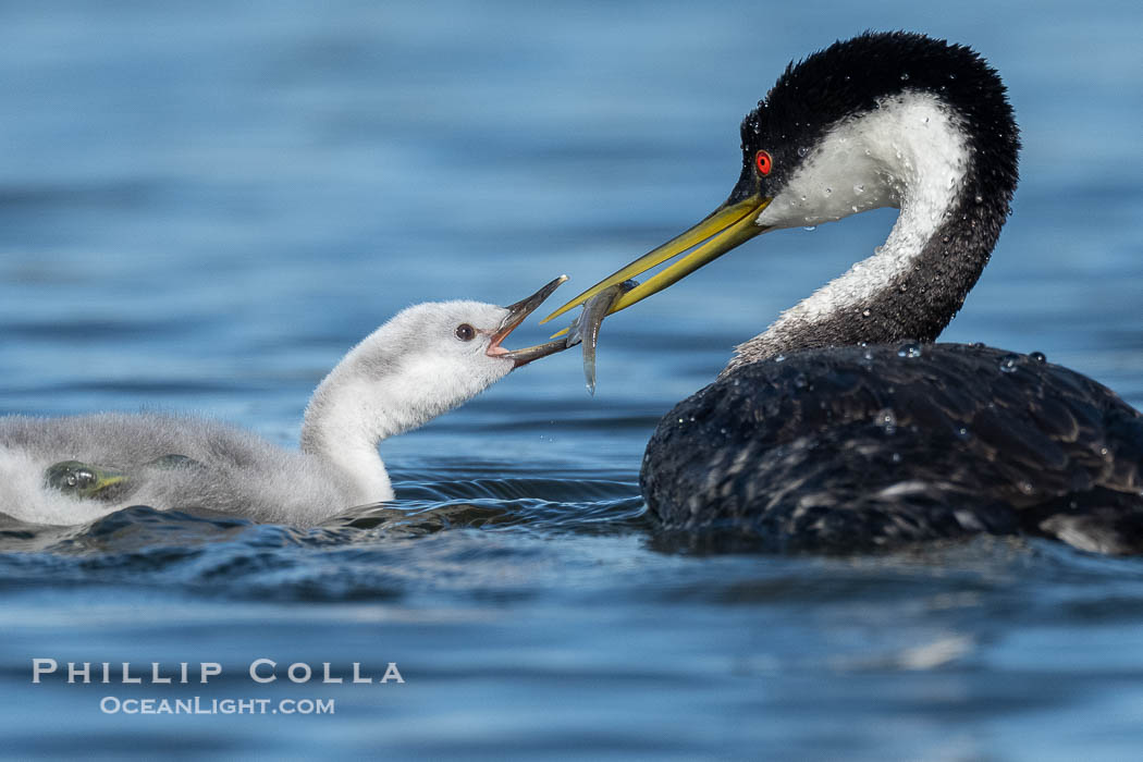 Western Grebe Feeding a Fish to its Chick. One of the adults has dived to capture a fish while the other tends to the chicks. Eventually the fish is presented to the young chick. Both parents may dive for the fish and serve as babysitter., Aechmophorus occidentalis, natural history stock photograph, photo id 41777