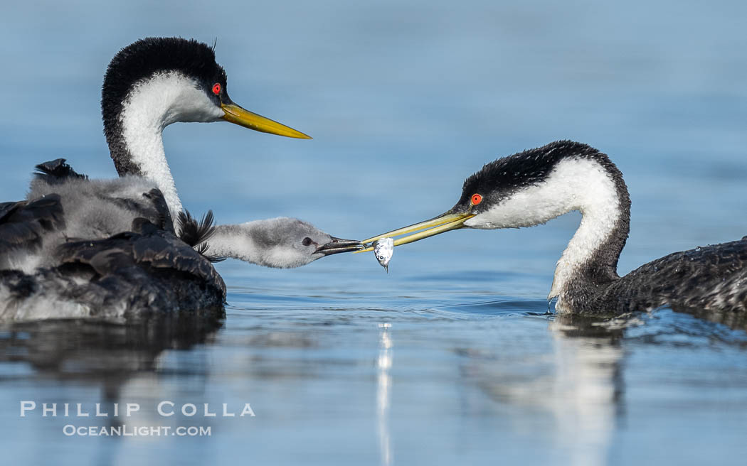 Western Grebe Feeding a Fish to its Chick. One of the adults has dived to capture a fish while the other tends to the chicks. Eventually the fish is presented to the young chick. Both parents may dive for the fish and serve as babysitter., Aechmophorus occidentalis, natural history stock photograph, photo id 41797