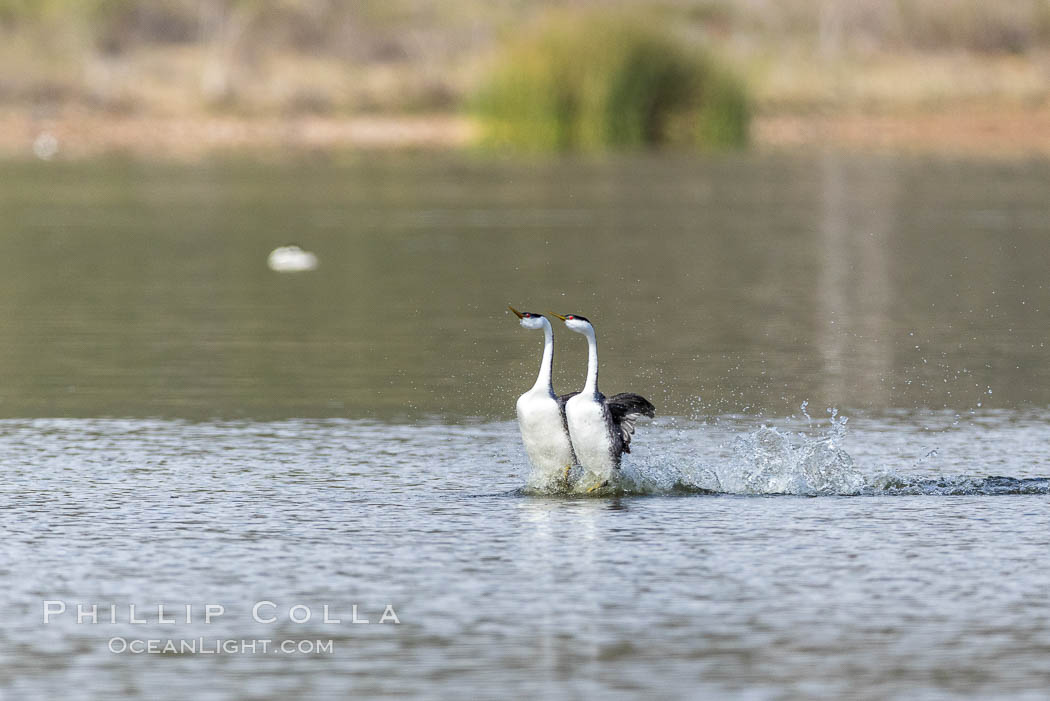 Western Grebes rushing in a courtship display. Rushiing grebes run across the water 60 feet (20m) or further with their feet hitting the water as rapidly as 20 times per second. Lake Hodges, San Diego, California, USA, Aechmophorus occidentalis, natural history stock photograph, photo id 37851