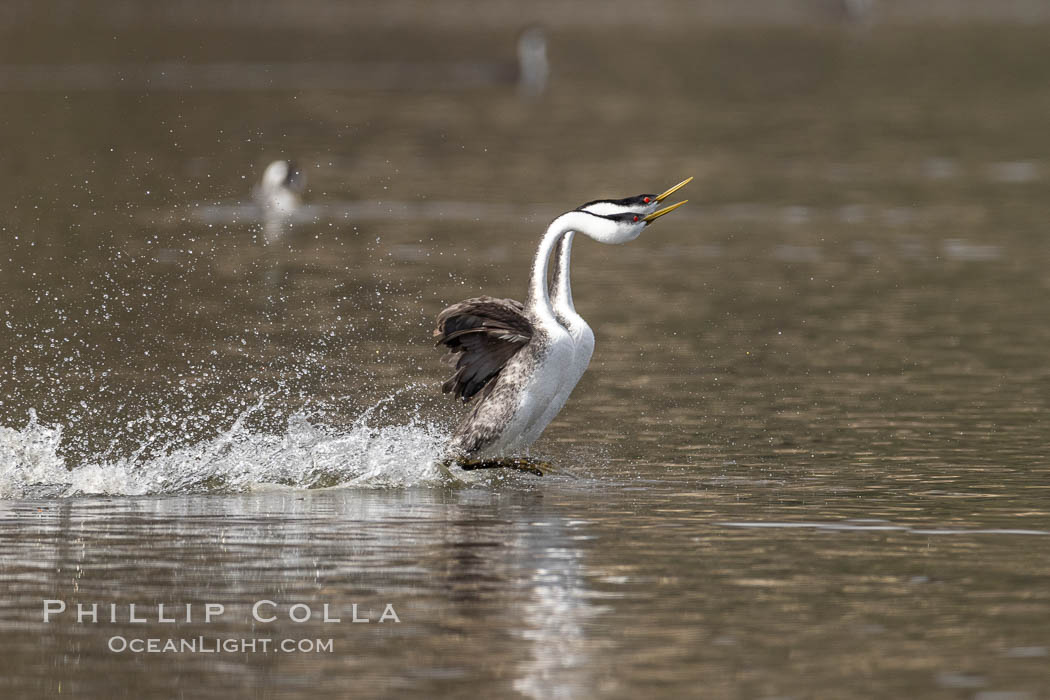 Western Grebes rushing in a courtship display. Rushiing grebes run across the water 60 feet (20m) or further with their feet hitting the water as rapidly as 20 times per second. Lake Hodges, San Diego., Aechmophorus occidentalis, natural history stock photograph, photo id 36890