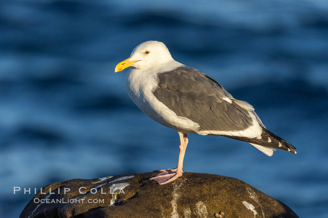 Western Gull and Pacific Ocean, La Jolla., natural history stock photograph, photo id 37547